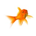 Goldfisch schwimmt Royalty Free Stock Photo